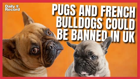 Pugs And French Bulldogs Could Be Banned In Uk To End Dangerous Over