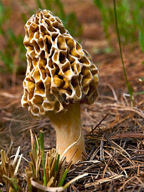 Yellow Morel Stock Photo Image Of Delicacy Mushroom 6992312