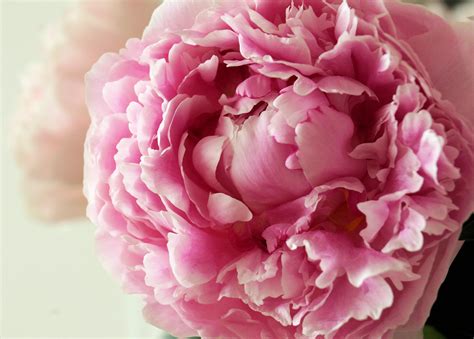 We did not find results for: 45+ Peony Screensavers and Wallpaper on WallpaperSafari