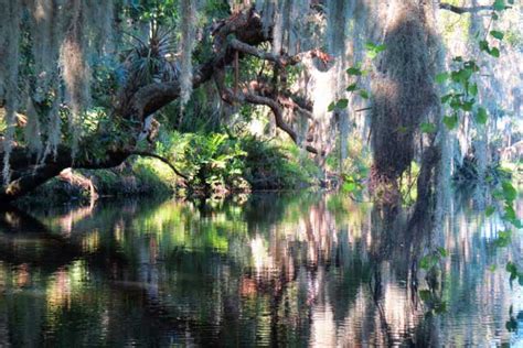 Frog Creek Little Known Tampa Bay Kayak Trail