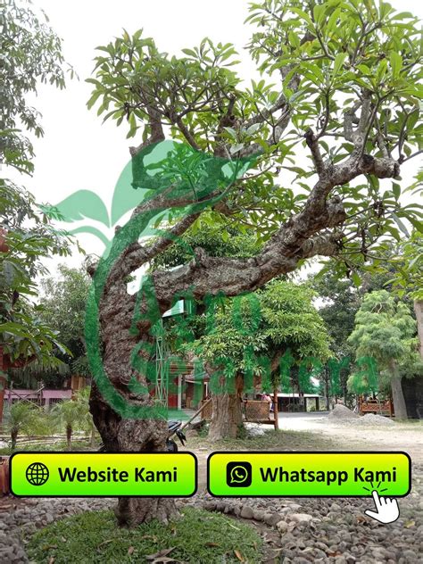 Harga Pohon Kamboja Fosil Besar di Kabupaten Cianjur | by Agrosejahtera