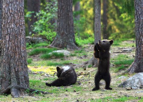 Teacher Photographed Baby Bears ‘dancing In Finland Forest Thinks He