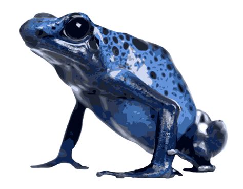 Poison Dart Frog Clipart 20 Free Cliparts Download Images On