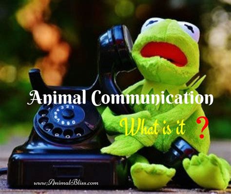What Is Animal Communication And How Can It Help Animal