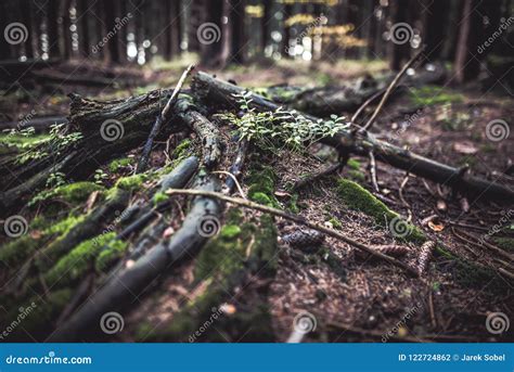 Rotten Tree In A Wood Covered By Moss Stock Photo Image Of Bark