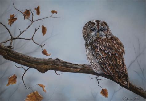Brown Owl 2018 Pastel Drawing By Tatjana Bril Artfinder