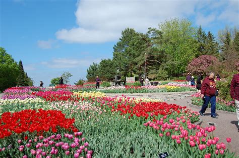Minnesota Landscape Arboretum Tulips Are Blooming We Planted 38000