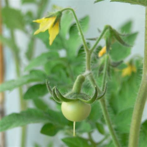 If you've ever seen a tomato grow, it emerges from the same spots where the plant's flowers have bloomed. Growing Tomato Plants: A Beginner's Basic Guide | Dengarden