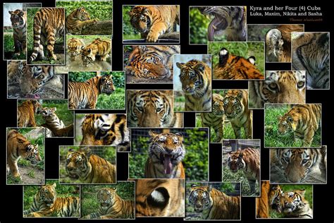 Siberian Tiger Collage Photograph By Thomas Woolworth Fine Art America