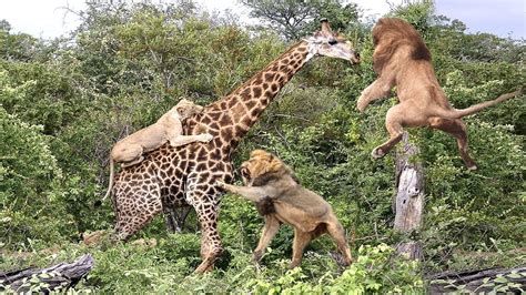 A Lucky Day Of The Giraffe Vs Lion Real Fight Lion Attacks Animal