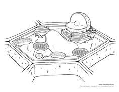 pictures of plant and animal cells for kids to fill out | PLant and Animal Cell Organelles ...