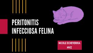 Peritonitis Infecciosa Felina By Nicole Echeverria On Prezi Design