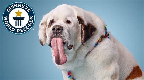 A Beautiful Rescued St Bernard Sets The Guinness World Record For The