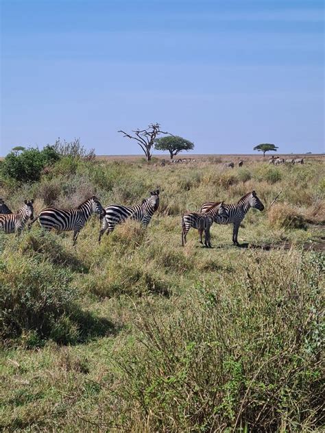 African Zebra In National Park Tanzania Safari In Africa Stock Image