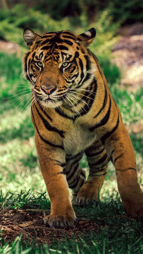 Savanna Tiger Wildlife Wallpapers In  Format For Free Download