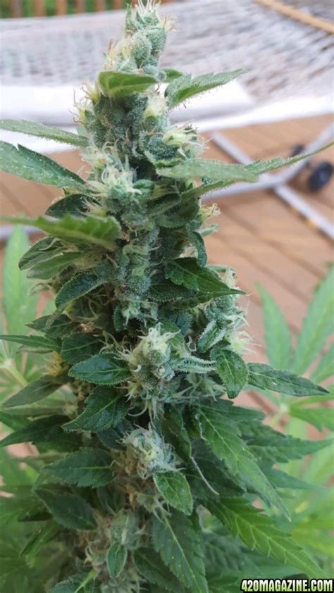 Stuck in the dating thicket. 14 week White Widow auto - Is it ready to harvest - My ...