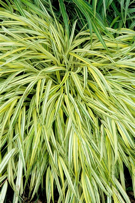 «dasylirion longissimum, mexican grass tree. Japanese Forest Grass, Golden - TheTreeFarm.com