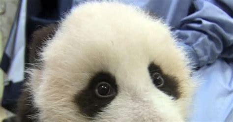 San Diegos Baby Panda Gets First Tooth