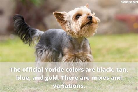 How Much Does A Yorkie Cost American Average Prices Oodle Life