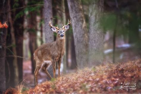 8 Point Whitetail Buck Photo © Flickr