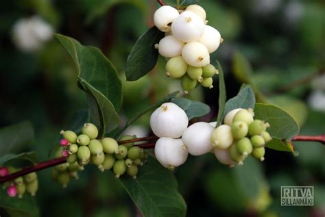 Snowberry Waxberry Or Ghostberry Lumimarja Symphoricarpos Albus