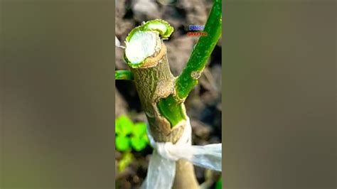 Kiat Kiat Citrus Budding Update How To Care For Your Grafted Fruit