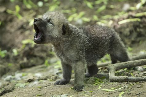 Arctic Wolf Cubs Can Howl With The Best Of Them Baby Animals Arctic