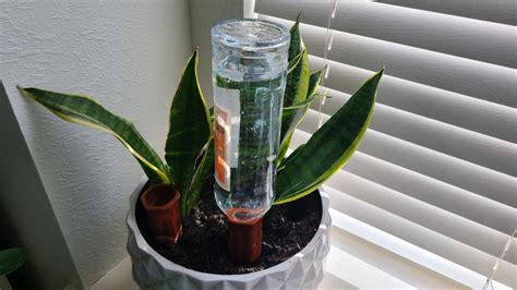 How To Water Indoor Plants While On Vacation Dengarden