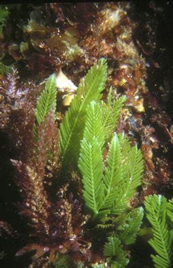 Seaweed.ie :: Chlorophyta