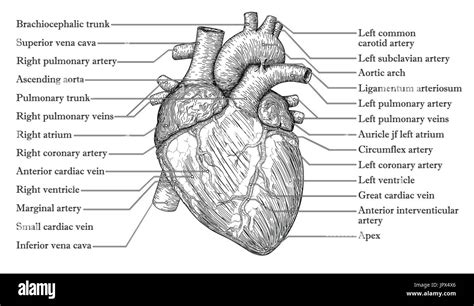 Anatómica Del Corazón Humano Boceto Dibujados A Mano Con La Inscripción