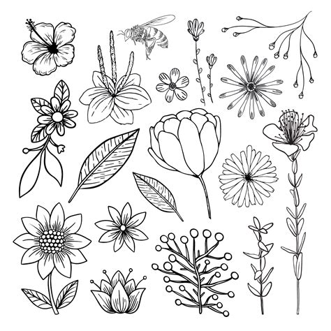 Hand Drawn Flower Collection Vector Samboo