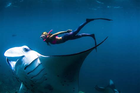 Check Out Sara Lees Daring Photographs Of A Diver Swimming With Giant