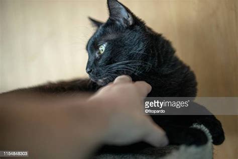 Cat Biting Hand Photos And Premium High Res Pictures Getty Images