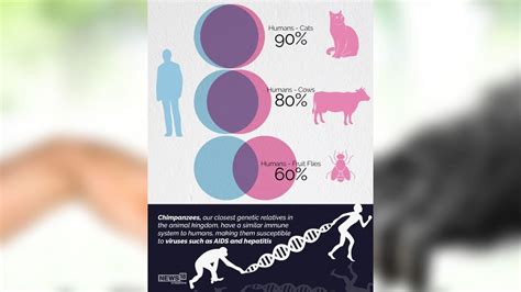 Explainer Genetic Similarity Between Humans And Other Life Forms