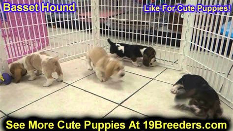 Feel free to give it a like and share the video!if you wish to. Basset Hound, Puppies, Dogs, For Sale, In Jersey City, New Jersey, NJ, 19Breeders, Elizabeth ...