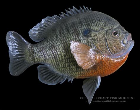 Bluegill Fish Mounts And Replicas By Coast To Coast Fish Mounts