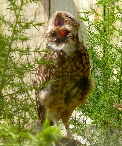 Yawning Owl Burrowing Owl At Birdland Bourton On The Wate Synx508