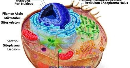 Pada tiap makhluk hidup seperti manusia, hewan atu tumbuhan, sel menjadi komponen sel merupakan salah satu unit struktural dan fungsional terkecil penyusun makhluk hidup dalam tingkatan organisasi kehidupan. Organisasi Sel - Niatku.com