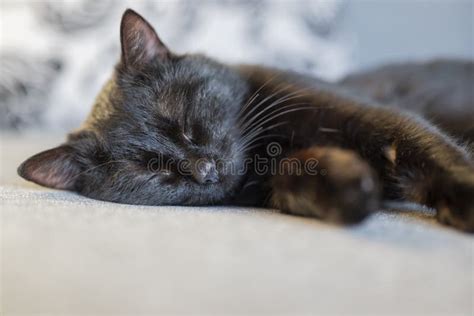 Cute Beautiful Black Cat Sleeping Stock Image Image Of Relax