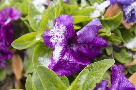 Violet Flowers Under The Snow Snow Covered Purple Petunia Stock Image