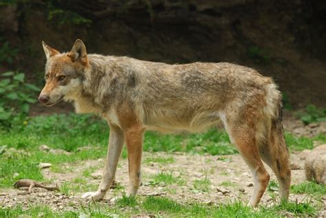 What Is An Italian Wolf An Incredibly Fierce Predator From The