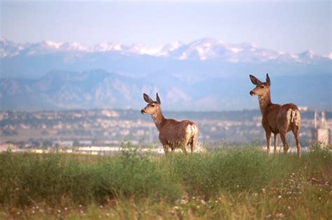 Flickriver Photoset Deer Of Rocky Mountain Arsenal National Wildlife