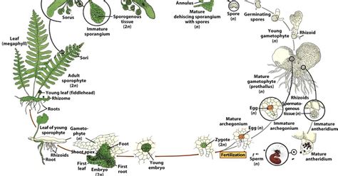 Belajar Biologi Reproduksi Tumbuhan Paku