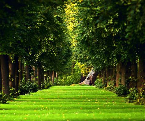 Beautiful Green Path In The Forest Hd Nature Wallpaper