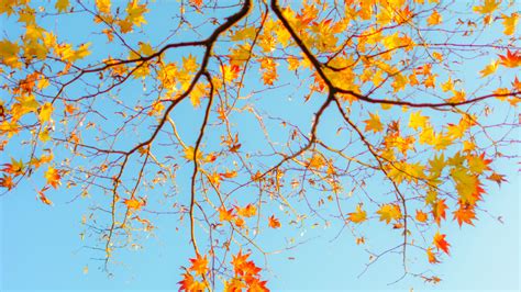 Download Wallpaper 2560x1440 Branch Maple Autumn Sky Widescreen 169