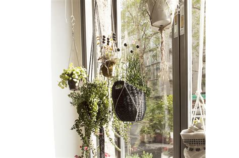 Orchidee, bromelie, piante carnivore, bonsai, piante grasse e succulente ed altre ancora! Come realizzare un 'floating garden' con piante da ...