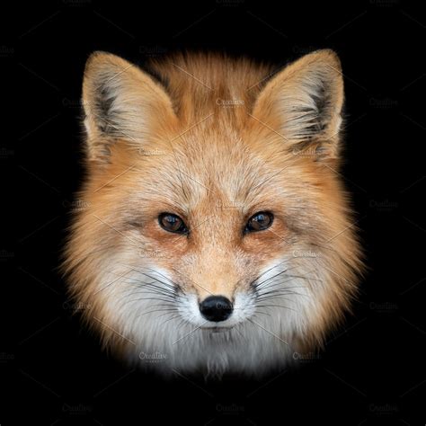 Red Fox On Dark Background Fox Portrait Fox Background Dark Background