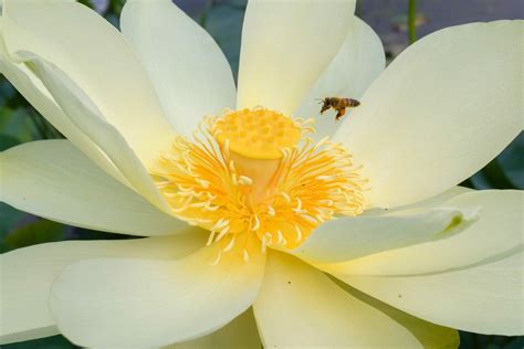 American Lotus Flowers A Blend Of Beauty And Symbolism Petal Republic