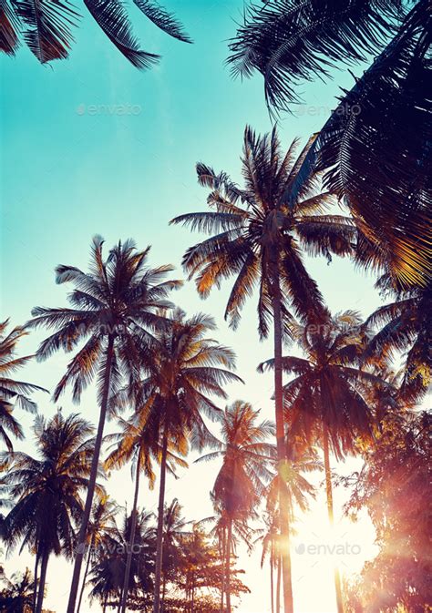 Sunset Coconut Tree Photography Silhouette Coconut Palm Trees On