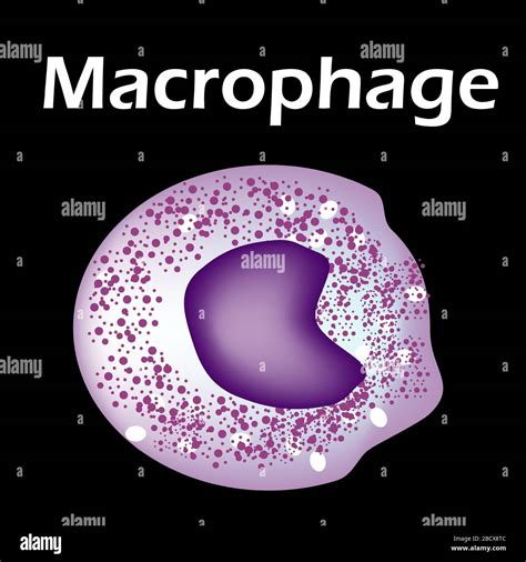 Macrophage Hi Res Stock Photography And Images Alamy